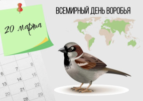 20 марта - международный день воробья. 20 марта - международный день воробья.